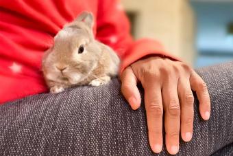 Netherlands Dwarf Rabbit on lap