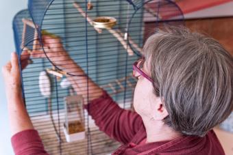 pet sitter cleaning bird cage