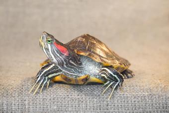 Pond slider red-eared turtle