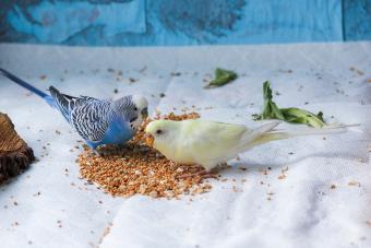 Multicolored wavy parrot pecks grain