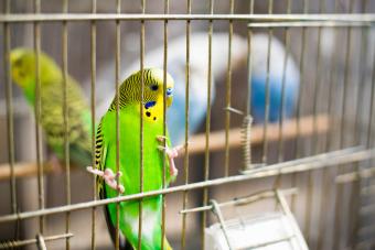 Budgies in the Cage