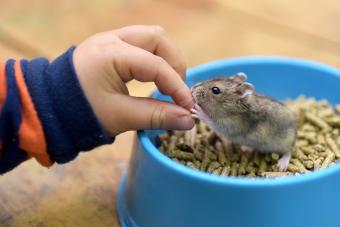 Pet mouse feeding on pellets