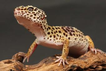 Leopard Gecko