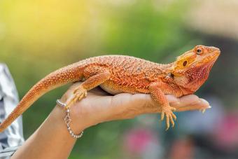 pet bearded dragon lizard on hand