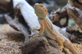 pet bearded dragon lizard