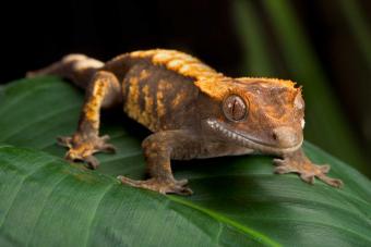 crested gecko lizard