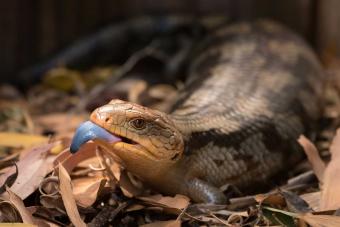 blue-tongued skink lizard