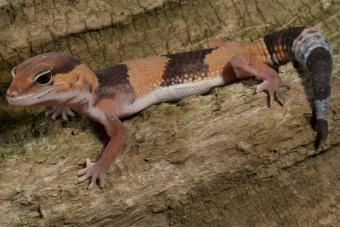 African fat-tailed gecko lizard