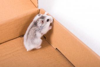 Chinese hamster in a box