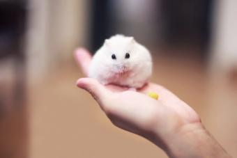 Cute Winter White Dwarf Hamster on the owner hand