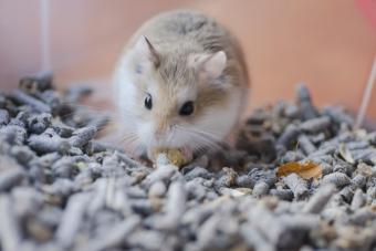 Dwarf roborovski hamster eating