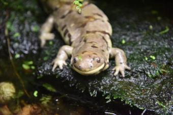 Western tiger salamander