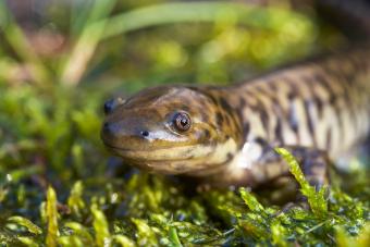 tiger salamander on mossy forest floor