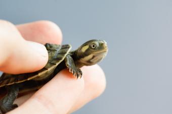 baby turtle in hand