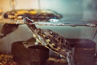 water turtle in fish tank