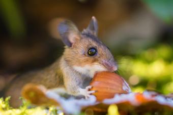 Mouse eating nut