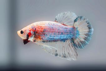 Betta Fish