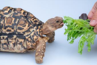 turtle eating lettuce