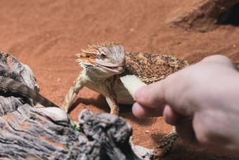 Feeding of a young bearded dragon with piece of apple