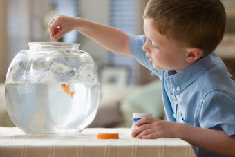 boy feeding fish in fish bowl