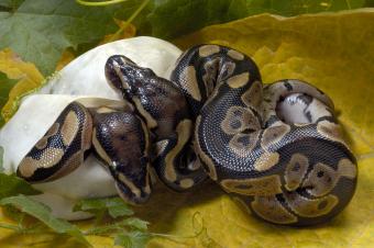ball python hatching from egg