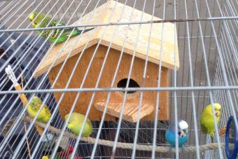 parakeet nesting box