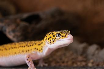 Leopard gecko