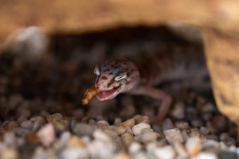 Desert banded gecko