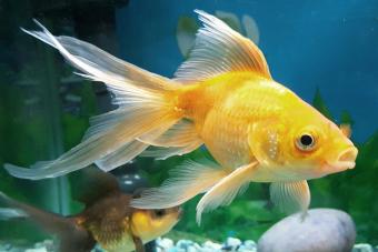 close up of orange goldfish