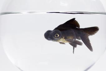 Black Moor Goldfish