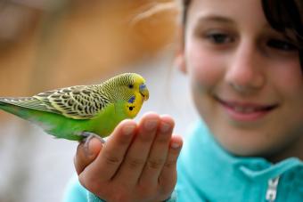 Cute Girl With A Budgie