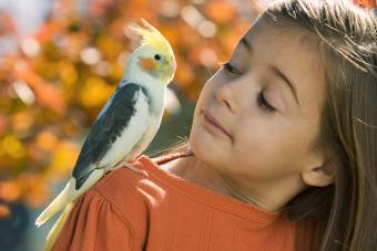 Little girl looking at her cockatiel bird
