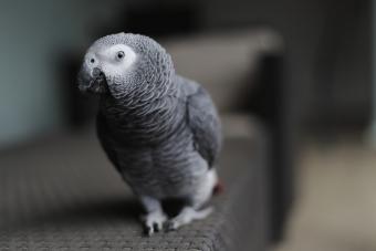 African Gray Parrot