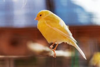 Yellow Canary