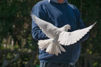 Man Feeding a White Dove