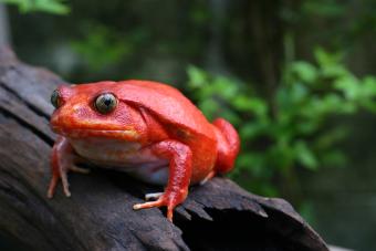 Beautiful Adult Female Tomato Frog In Natural Background With Selective Focus