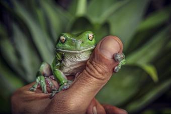 Green tree frog