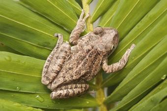 Cuban Tree Frog