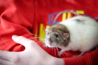 Boy cuddling a rat in his arms
