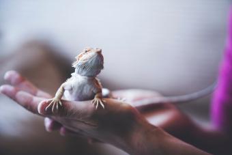 Bearded Dragon