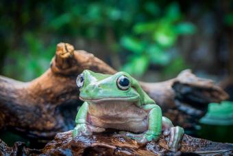 A Cute White Tree Frog Perched On The Wet Rotten Wood