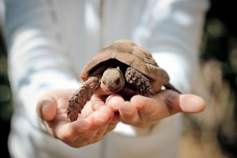 Greek Tortoise on kids hand