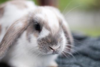 English Lop Rabbit