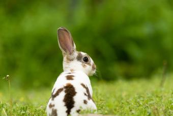A cute Mini Rex sits in the grass