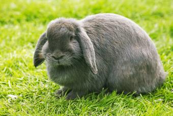 French Lop