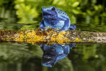 Blue Poison Arrow Frog
