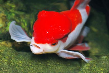 Lion Head Goldfish