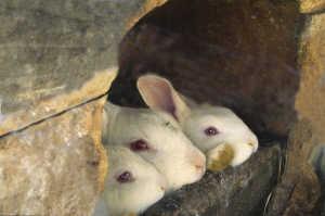 Rabbit family in a wood hutch.