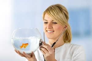 Woman playfully holding a stethoscope to her goldfish bowl