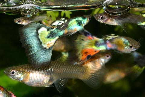 How Do Guppies Breed? | LoveToKnow